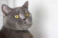 British gray cat in a collar