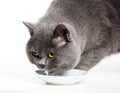 British gray cat drinking milk Royalty Free Stock Photo