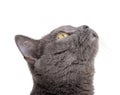british gray cat isolated on the white background Royalty Free Stock Photo
