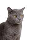 british gray cat isolated on the white background Royalty Free Stock Photo