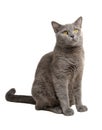 british gray cat isolated on the white background Royalty Free Stock Photo