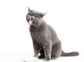 British gray cat licking her lips Royalty Free Stock Photo