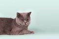British gray cat on light blue background, looking at camera Royalty Free Stock Photo