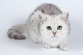 British gray cat looking at the camera Royalty Free Stock Photo