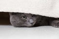 British gray cat looking from under bed Royalty Free Stock Photo