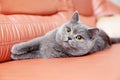 British Gray Cat Lying On A Red Couch