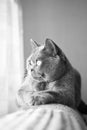 British gray cat lying in the window