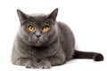 British gray cat sitting in front of white background Royalty Free Stock Photo