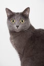 British grey cat