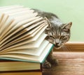 The British Grey Cat is Biting Open Book,Funny Pet on the Wood Floor,Toned