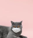 British grey cat in a medical mask on a pink background. Veterinary concept