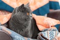 A British grey cat with orange eyes looks to the right. Domestic cat sitting in a muslin blanket