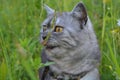 British grey cat on a summer walk with a surprised funny feeling, licks his lips. kind of trecatorii looking forward. Pet care,