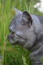 British grey cat on a summer walk with a surprised funny feeling. In profile, looks in front. Pet care, natural food and vitamins