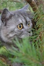 British grey cat on a summer walk with a surprised funny feeling, up a tree. kind of trecatorii looking forward. Pet care, natural