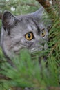 British grey cat on a summer walk with a surprised funny feeling, up a tree. kind of trecatorii looking forward. Pet care, natural