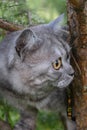 British grey cat on a summer walk with a surprised funny feeling, up a tree. In profile, looks in front. Pet care, natural food