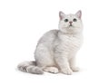 British grey cat on white background