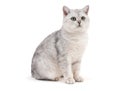 British grey cat on white background Royalty Free Stock Photo