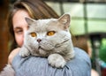 British grey cat and young girl closeup