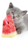 British grey kitten licks a juicy watermelon