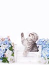 British grey kitten sits in a box with flowers on a white background. The Scottish fold cat looks up and jumps up. Royalty Free Stock Photo