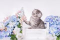 British grey kitten sits in a box with flowers on a white background. The Scottish fold cat looks up and jumps up Royalty Free Stock Photo