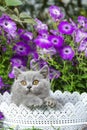 British grey shorthair kitten sitting in a white basket in the grass close-up against Royalty Free Stock Photo