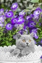 British grey shorthair kitten sitting in a white basket in the grass close-up against Royalty Free Stock Photo