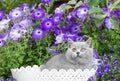British grey shorthair kitten sitting in a white basket in the grass close-up against Royalty Free Stock Photo