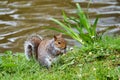 British grey squirrel in Cornwall