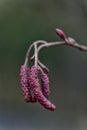 British Hazel catkins