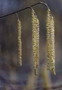 British Hazel catkins