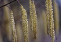 British Hazel catkins