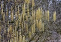 British Hazel catkins Royalty Free Stock Photo