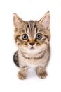 British kitten Royalty Free Stock Photo