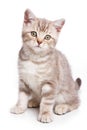 British kitten Royalty Free Stock Photo