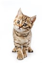 British kitten Royalty Free Stock Photo