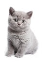 British kitten Royalty Free Stock Photo