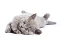 British kitten Royalty Free Stock Photo