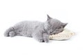 British kitten Royalty Free Stock Photo