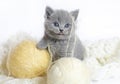British kitten with balls of wool.