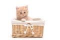 British kitten in basket Royalty Free Stock Photo