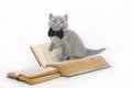 British kitten with a book.