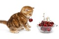 British kitten and a bowl with cherry Royalty Free Stock Photo