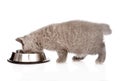 British kitten eating cat food. isolated on white background