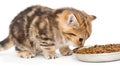 British kitten eats dry food Royalty Free Stock Photo