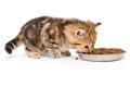 British kitten eats dry food Royalty Free Stock Photo