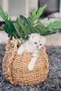 British kitten hiding in wicker basket with flowers. Portrait of playful kitten