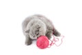 British kitten playing with pink clew isolated Royalty Free Stock Photo